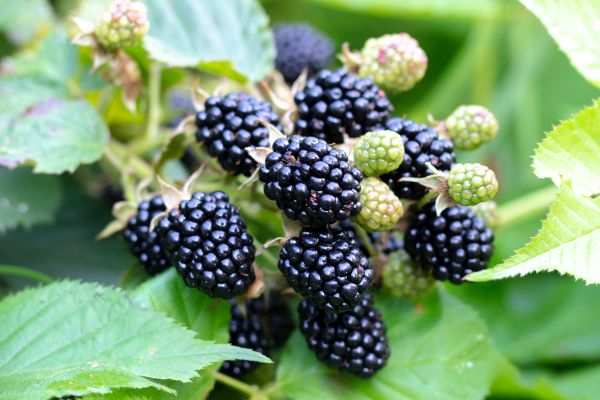 Blackberry Bush Removal in Saint Joseph