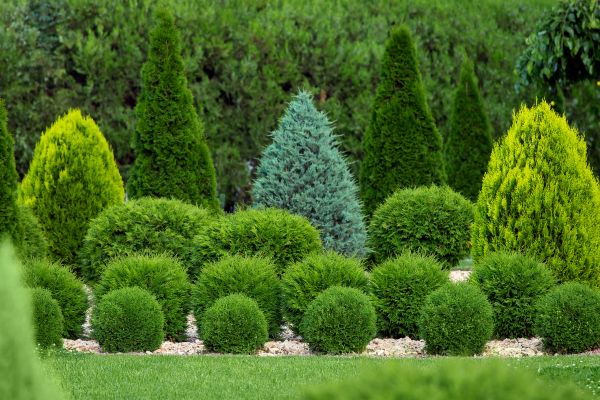 Cost of Bush Shaping Service in Saint Joseph