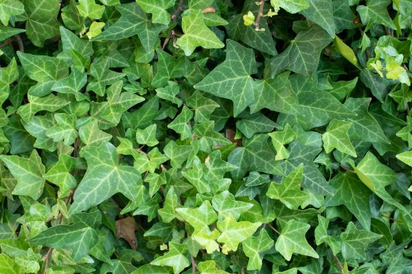 Cost of English Ivy Removal in Saint Joseph