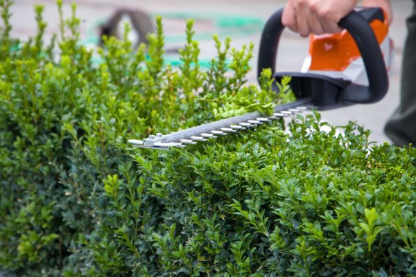 Hedge Pruning in Saint Joseph