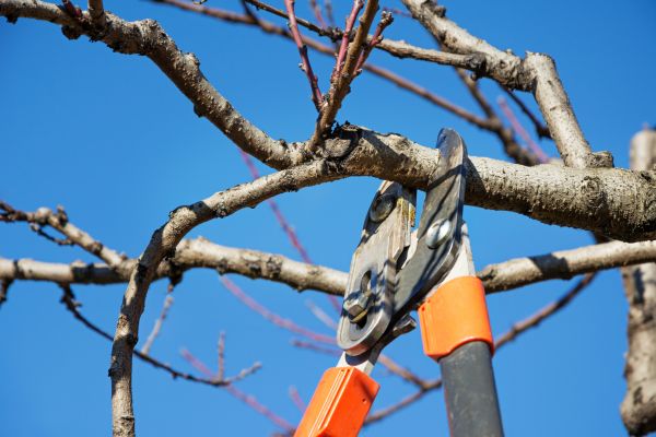 Pruning Service