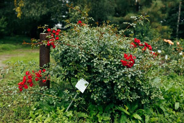 Cost of Rose Bush Removal in Saint Joseph
