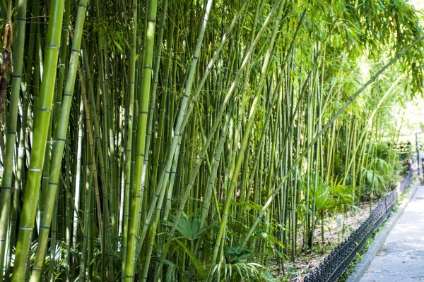 Cost of Bamboo Root Removal in Saint Joseph