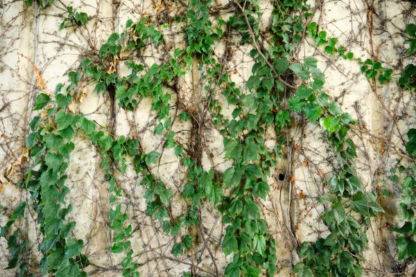 Cost of Vine Removal Service in Saint Joseph