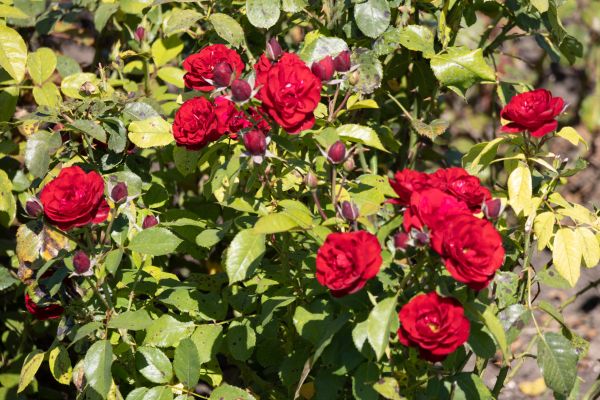 Rose Bush Clearance