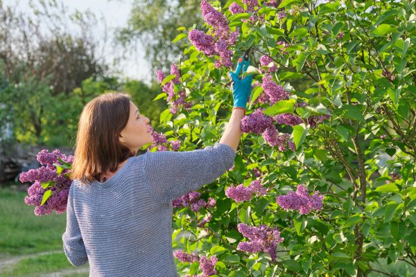 Lilac Trimming