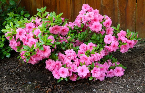 Cost of Azaleas Removal in Saint Joseph