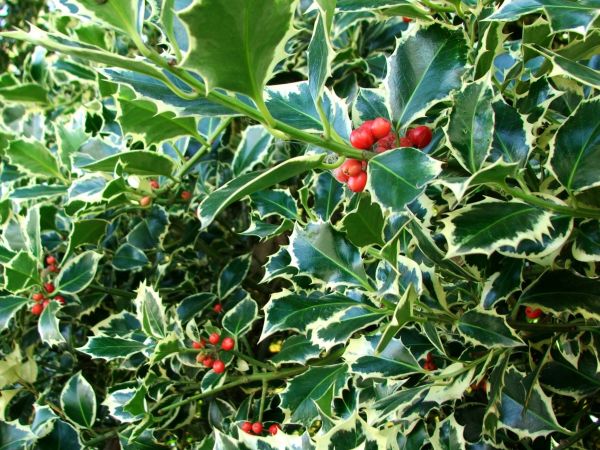 Cost of Holly Bushes Trimming in Saint Joseph