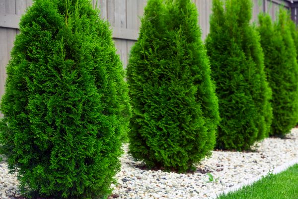 Cost of Arborvitae Removal in Saint Joseph