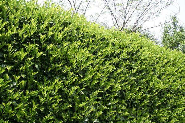 Cost of Laurel Shrub Removal in Saint Joseph