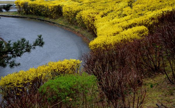Forsythia Shrub Trimming