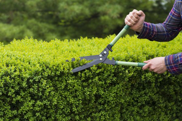 Cost of Evergreen Shrub Pruning in Saint Joseph