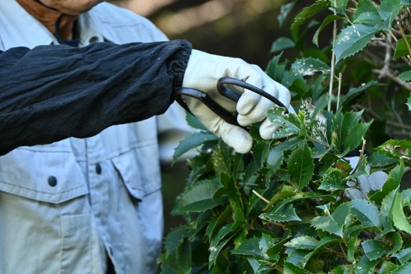 Holly Pruning in Saint Joseph
