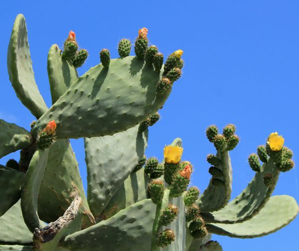 Cost of Cactus Removal in Saint Joseph