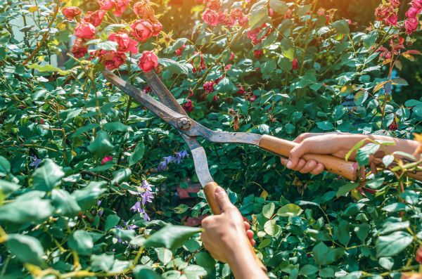 Knockout Roses Pruning in Saint Joseph