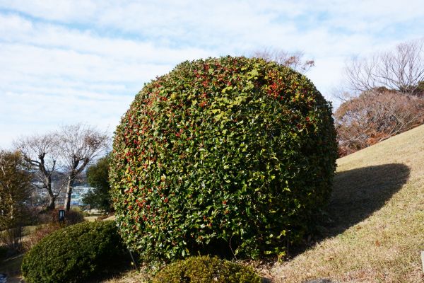 Cost of Holly Shrub Pruning in Saint Joseph