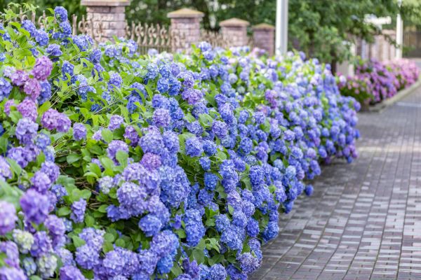Hydrangea Landscaping
