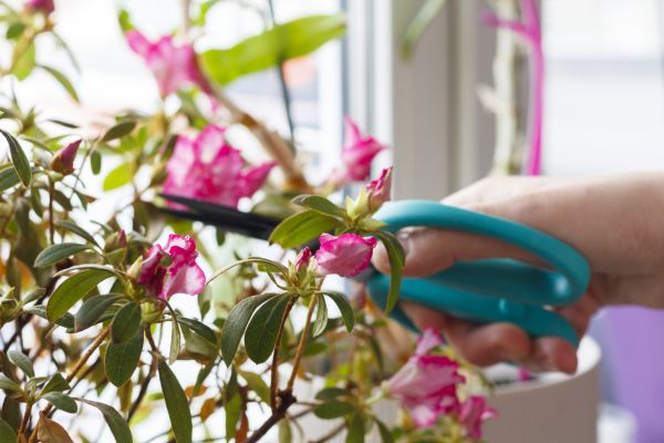 Azalea Pruning in Saint Joseph