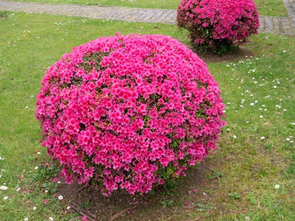 Cost of Rhododendron Pruning in Saint Joseph