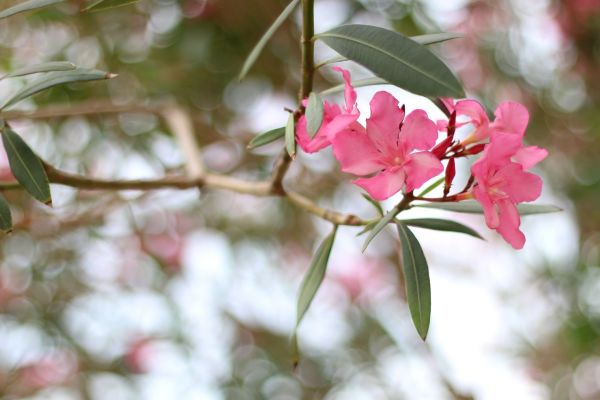 Cost of Oleander Removal in Saint Joseph