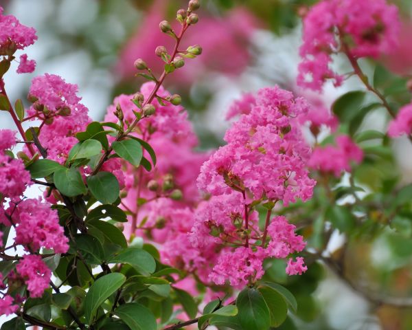 Cost of Crepe Myrtle Removal in Saint Joseph