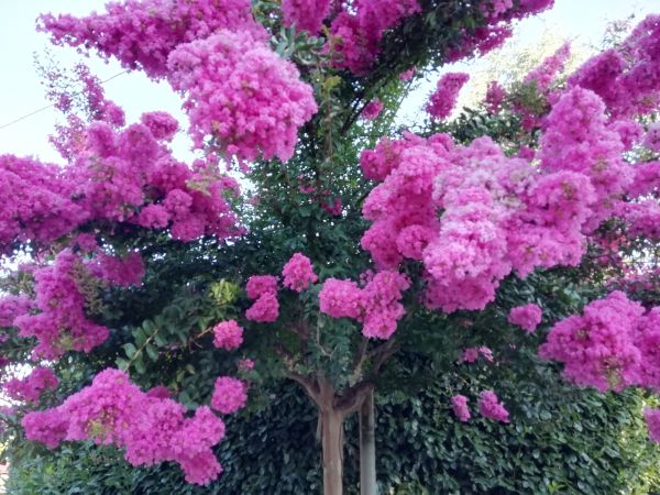 Cost of Crape Myrtle Pruning in Saint Joseph