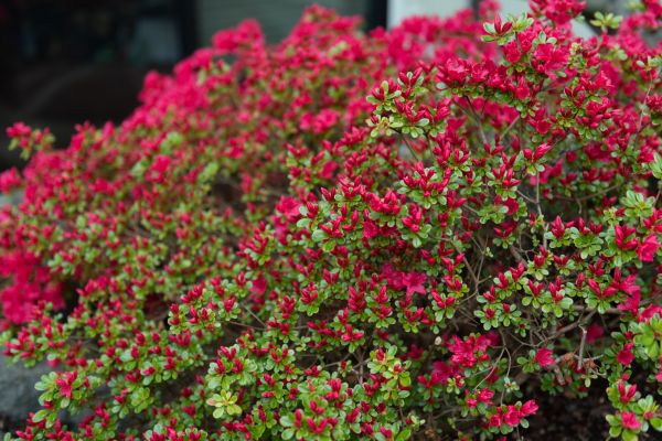Cost of Weigela Removal Service in Saint Joseph
