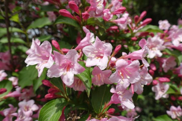 Cost of Weigela Pruning Service in Saint Joseph