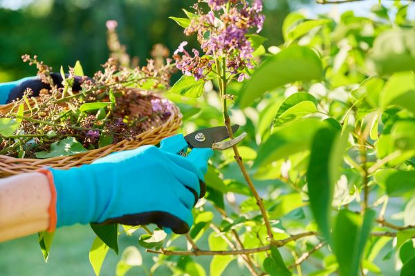 Cost of Lilac Trimming Service in Saint Joseph