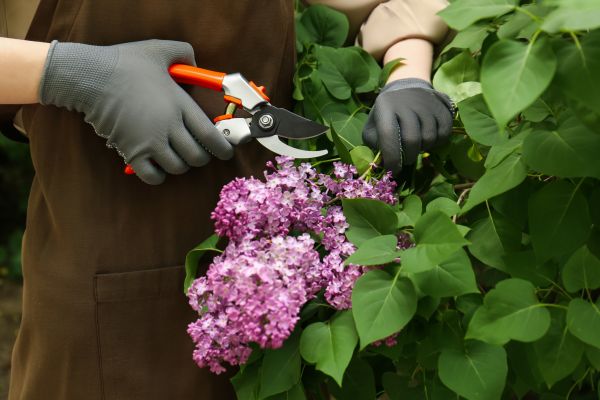 Cost of Lilac Pruning Service in Saint Joseph