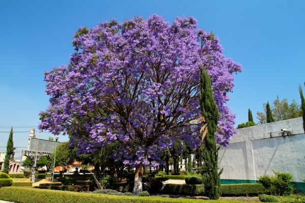 Cost of Jacaranda Pruning in Saint Joseph