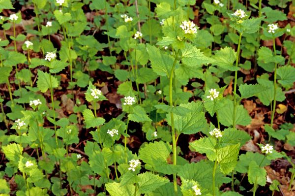 Cost of Garlic Mustard Removal in Saint Joseph