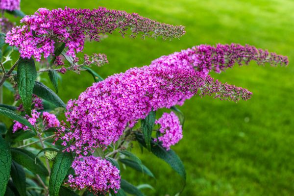 Cost of Butterfly Bush Removal in Saint Joseph
