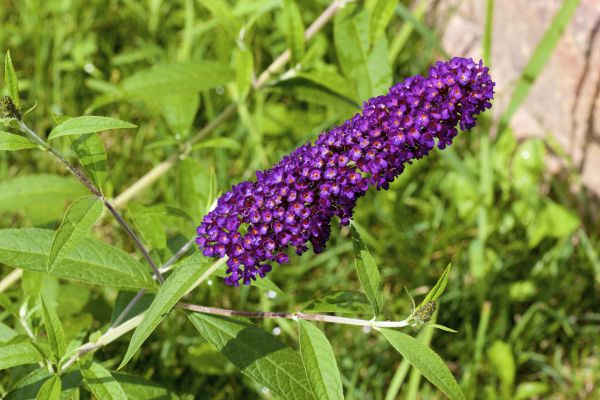 Butterfly Bush Pruning in Saint Joseph