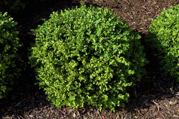 Cost of Boxwood Removal in Saint Joseph