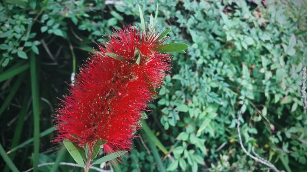 Cost of Bottlebrush Pruning in Saint Joseph