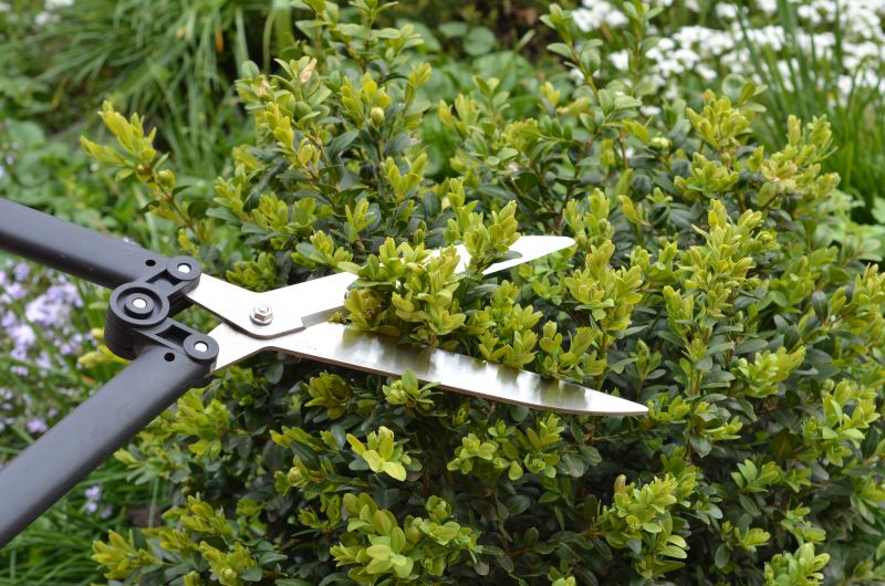 Boxwood Pruning